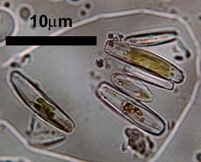 diatoms in tufa crust